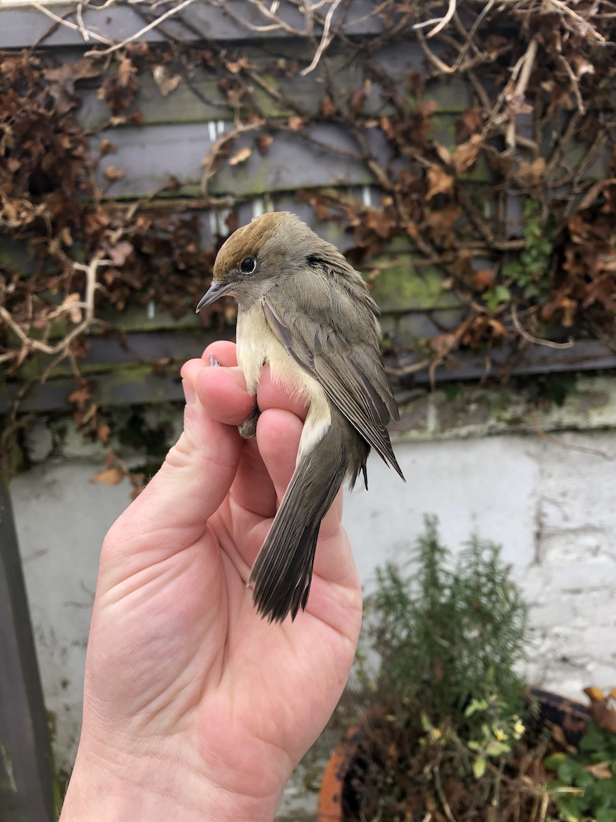 Eurasian Blackcap - David Campbell