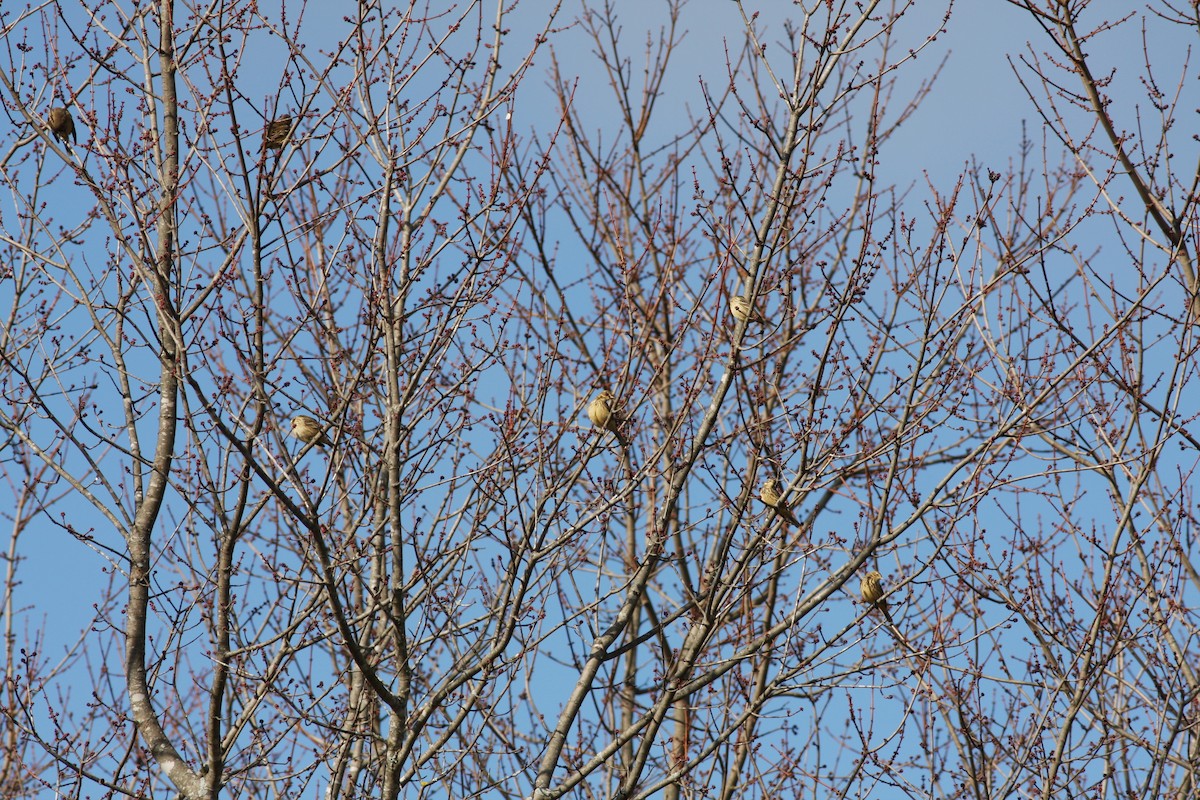 American Pipit - ML285476951