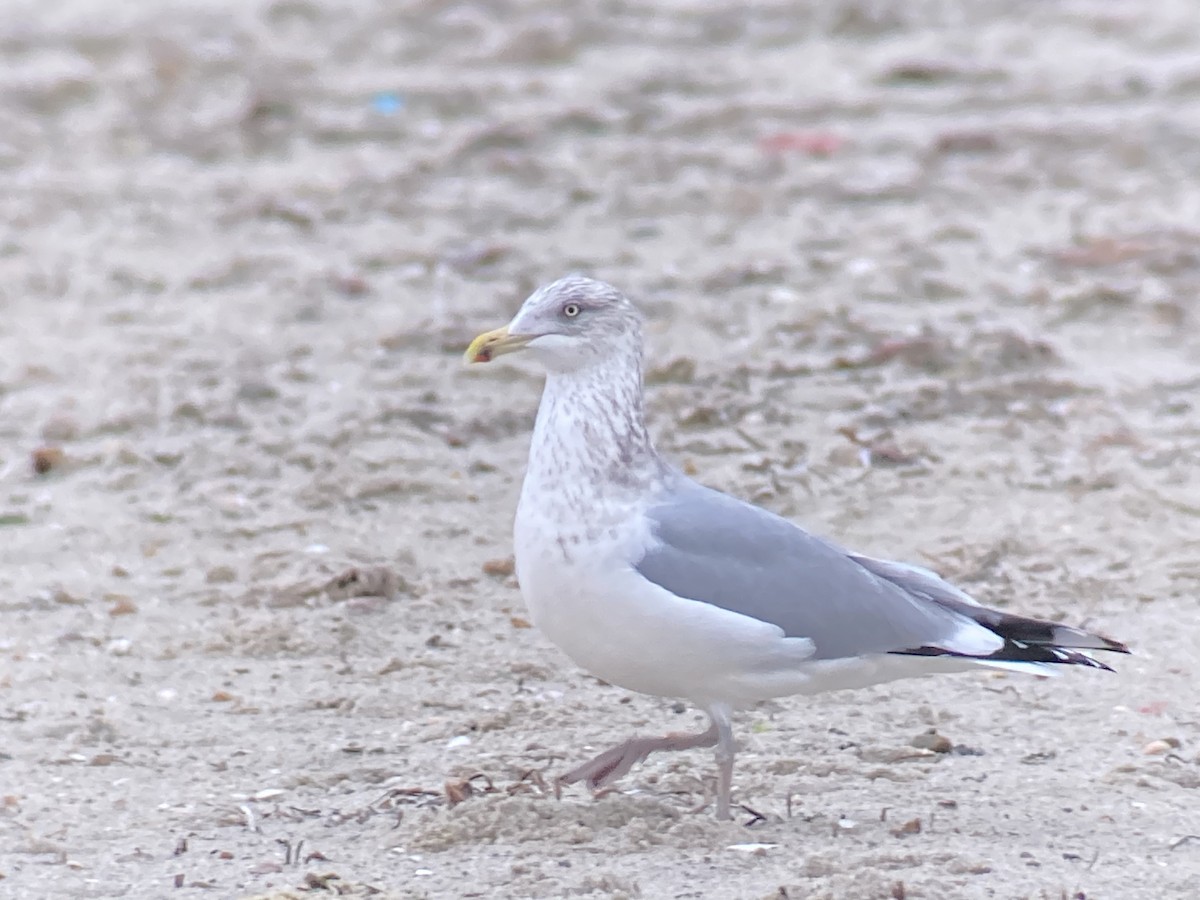 Herring Gull (American) - ML285478211