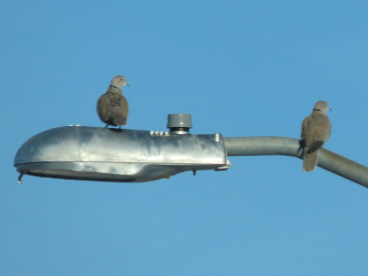 Eurasian Collared-Dove - ML285478381