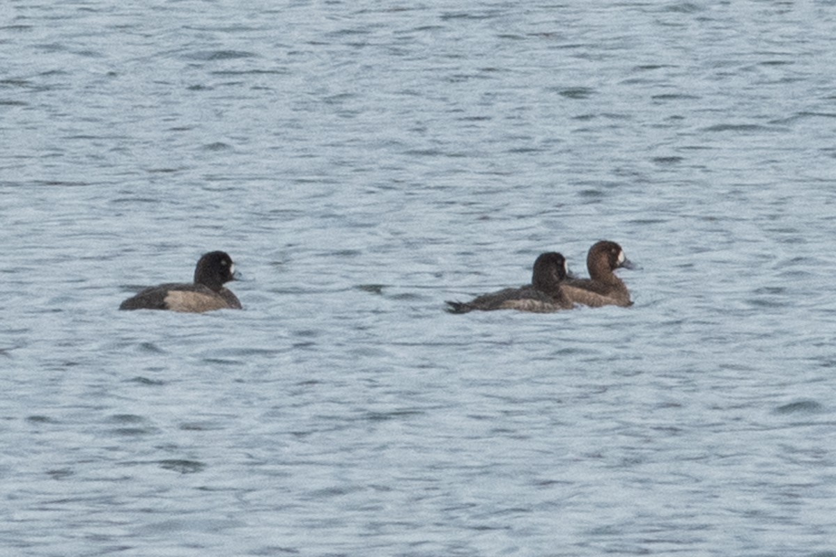 Greater Scaup - ML285478581