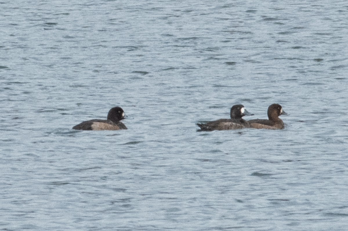 Greater Scaup - ML285478611
