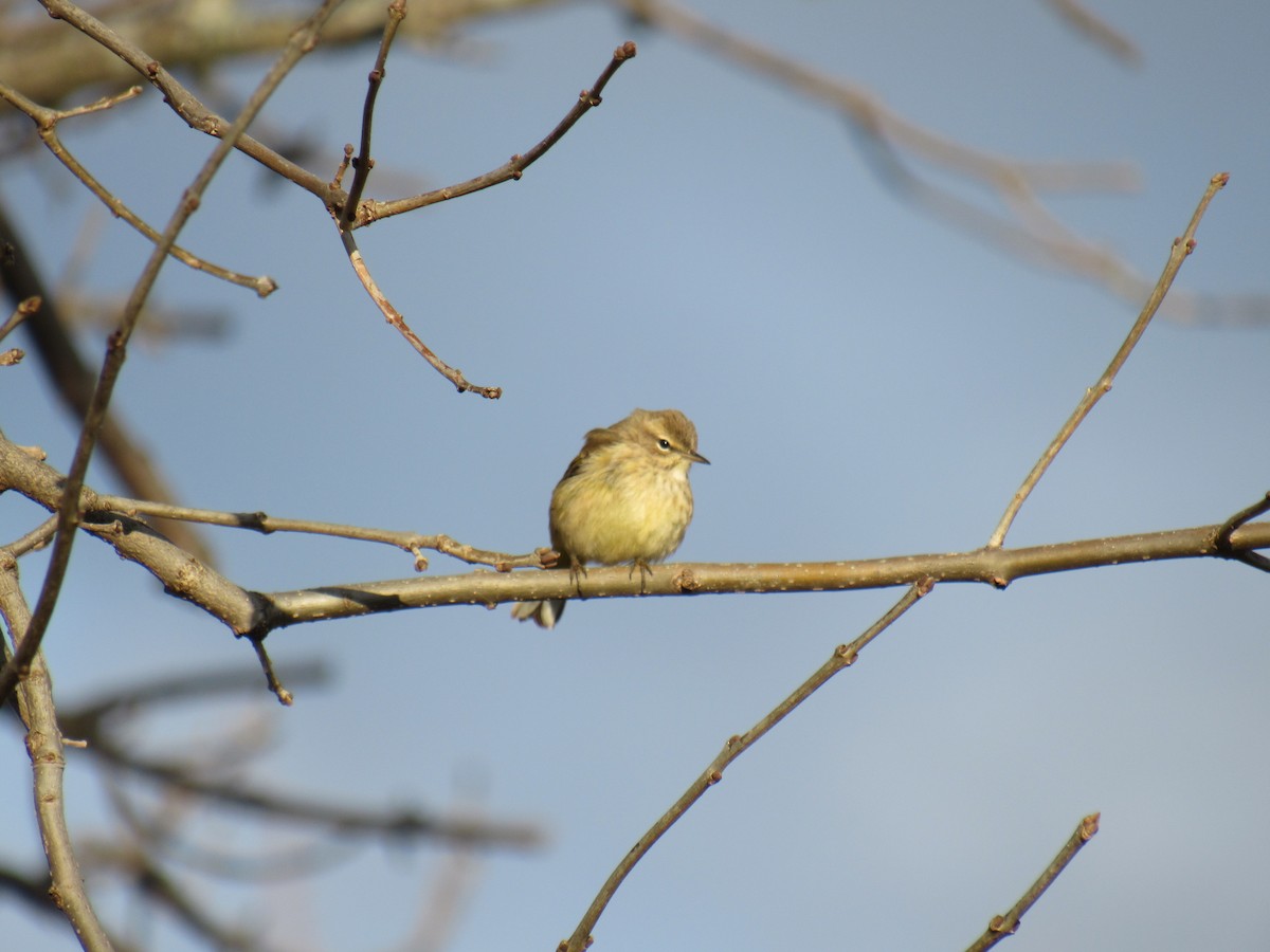 Palm Warbler - ML285479171