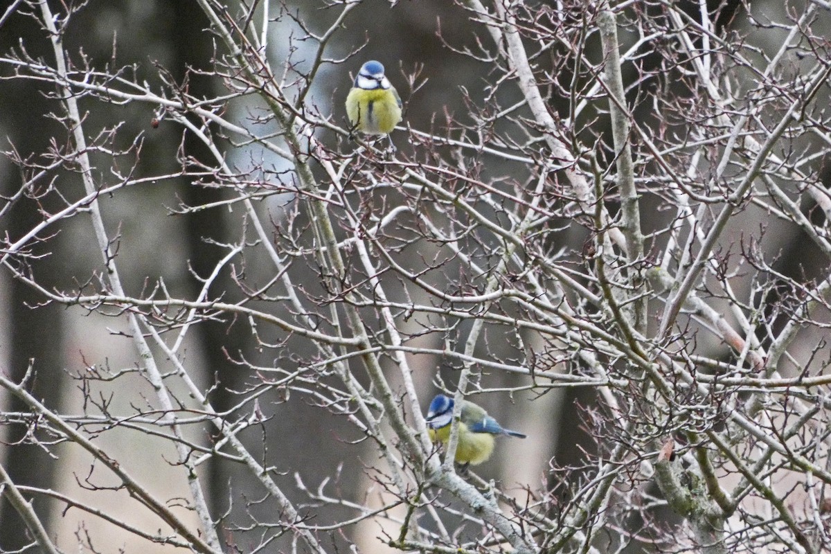 Eurasian Blue Tit - ML285479481