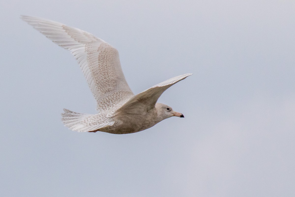 Glaucous Gull - Nathan Ukens