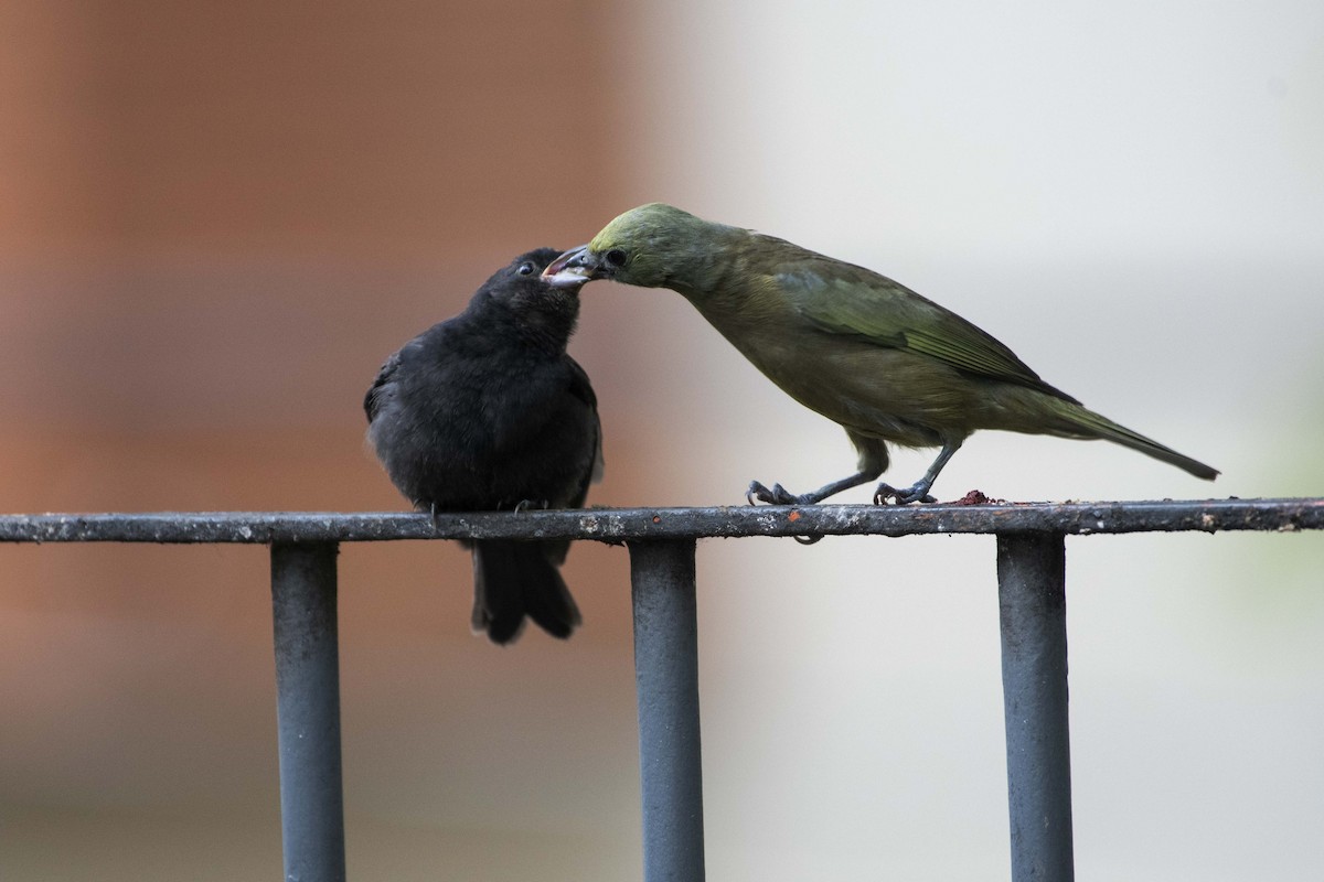 Shiny Cowbird - ML285481001