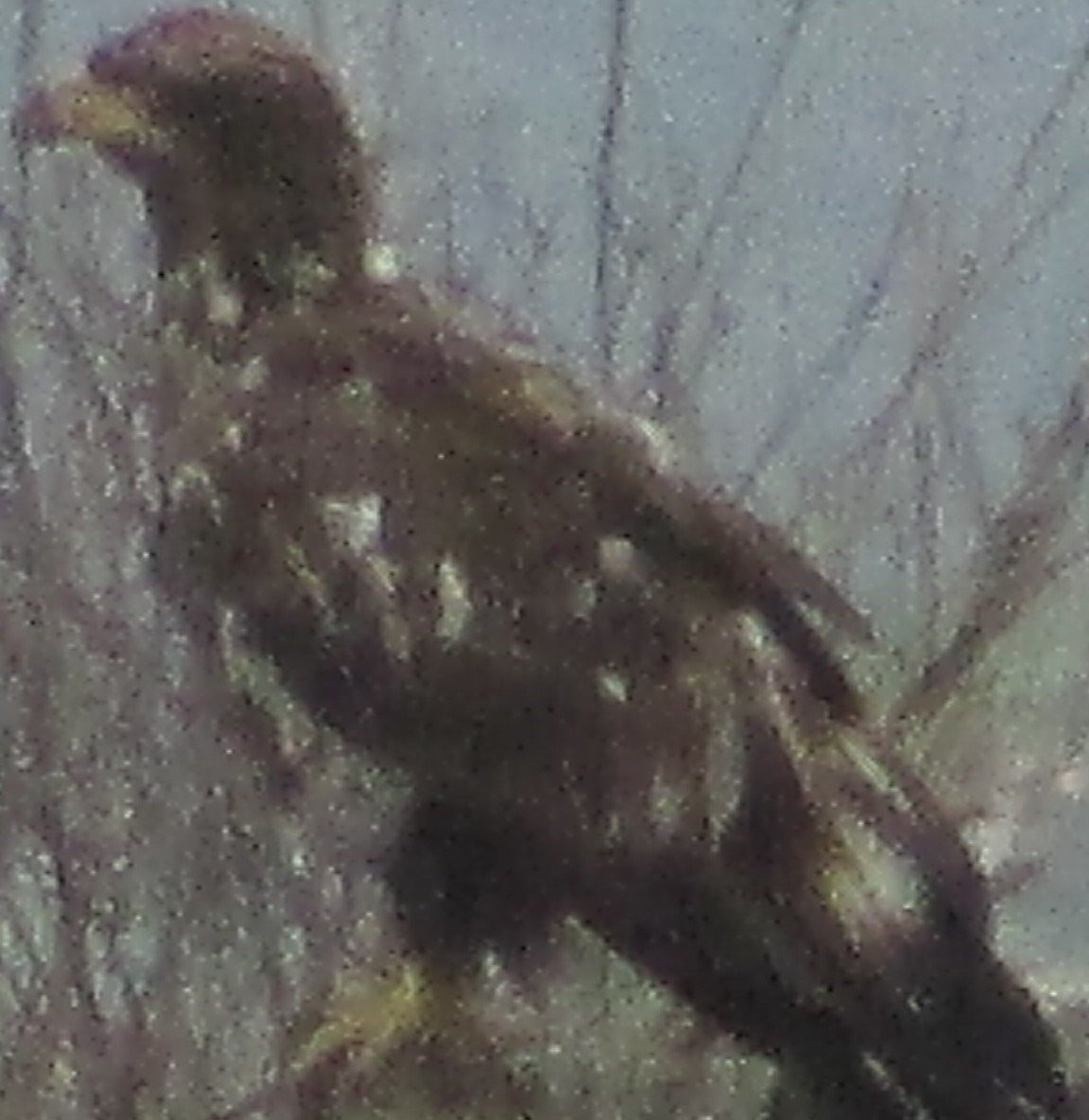 Ak Başlı Kartal - ML28548151
