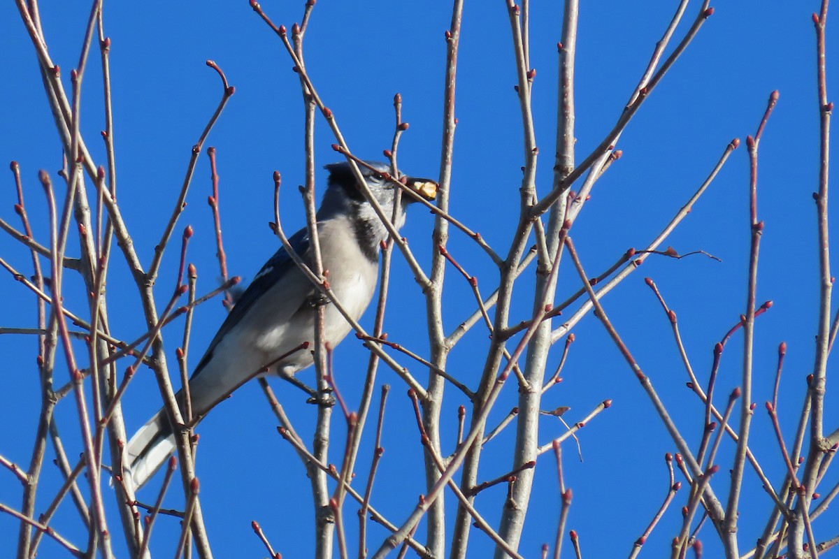 Blue Jay - ML285482451