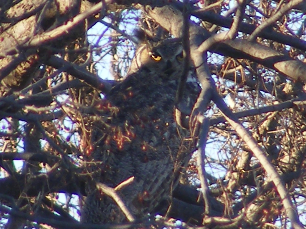 Great Horned Owl - ML28548651