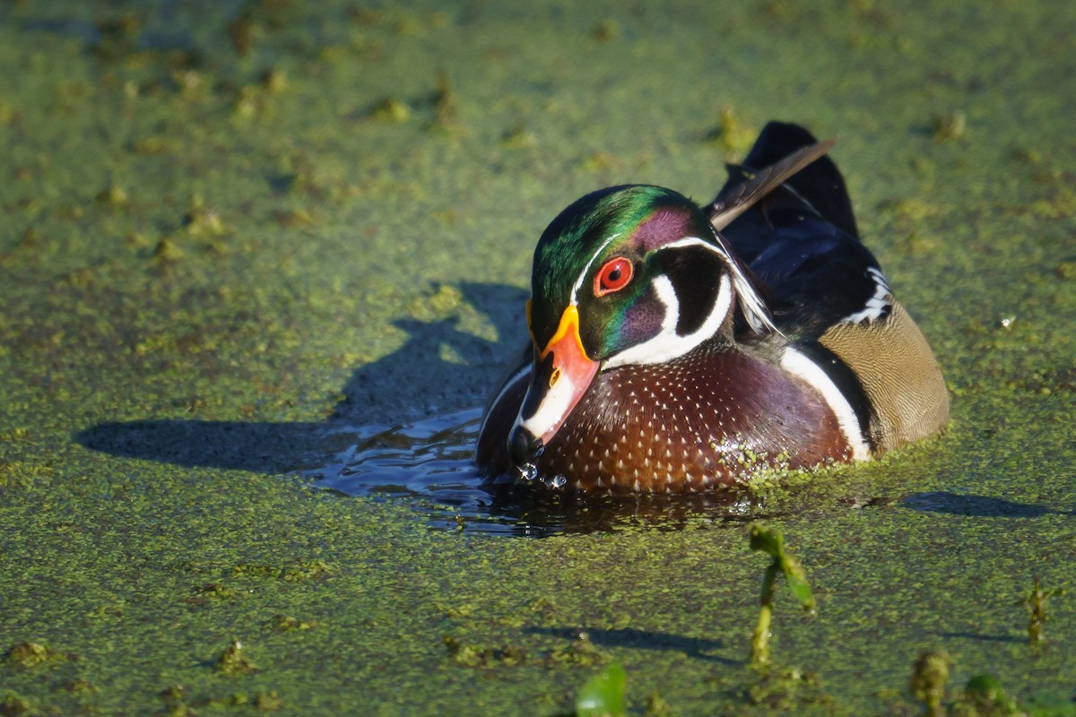 Wood Duck - Paige Glotzer