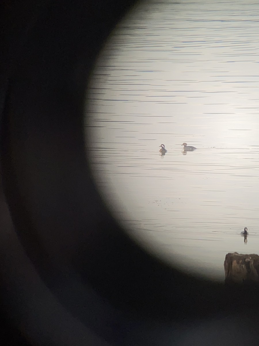 Hooded Merganser - ML285487521
