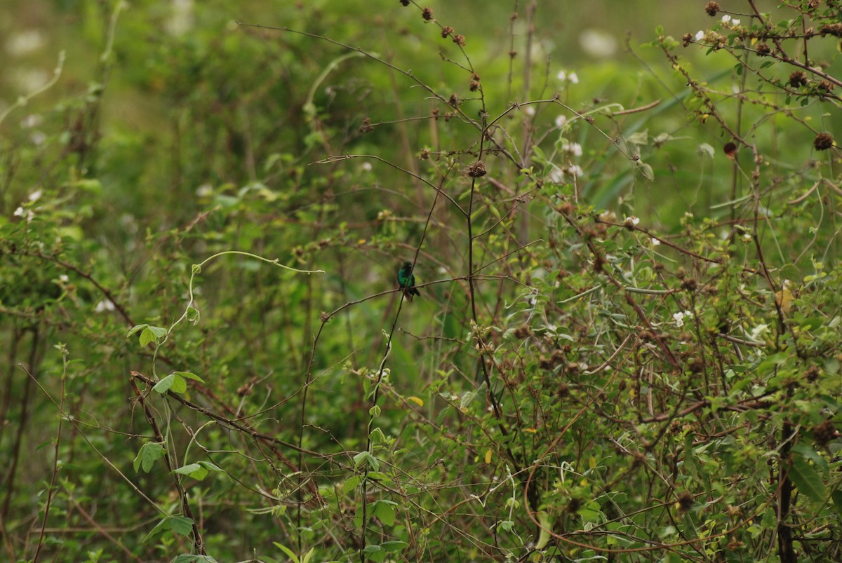 Blauschwanz-Smaragdkolibri - ML285488551