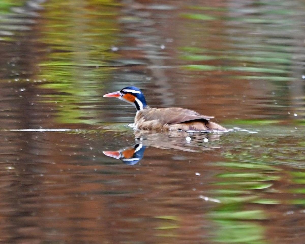 Sungrebe - ML285488771