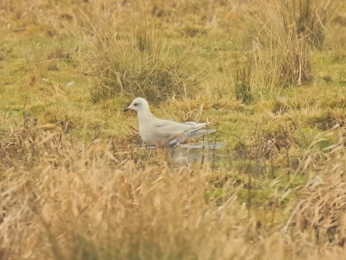 Goéland arctique - ML285489071