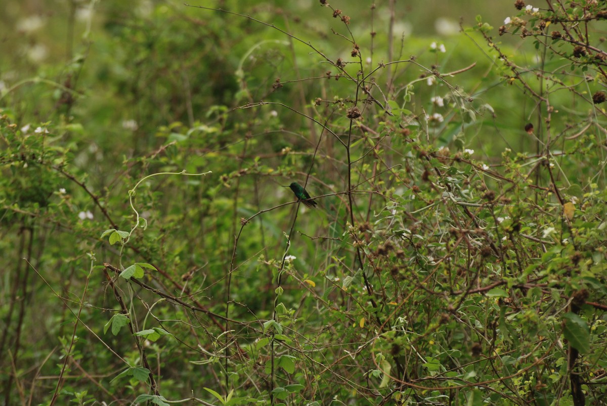 kolibřík modroocasý - ML285490011