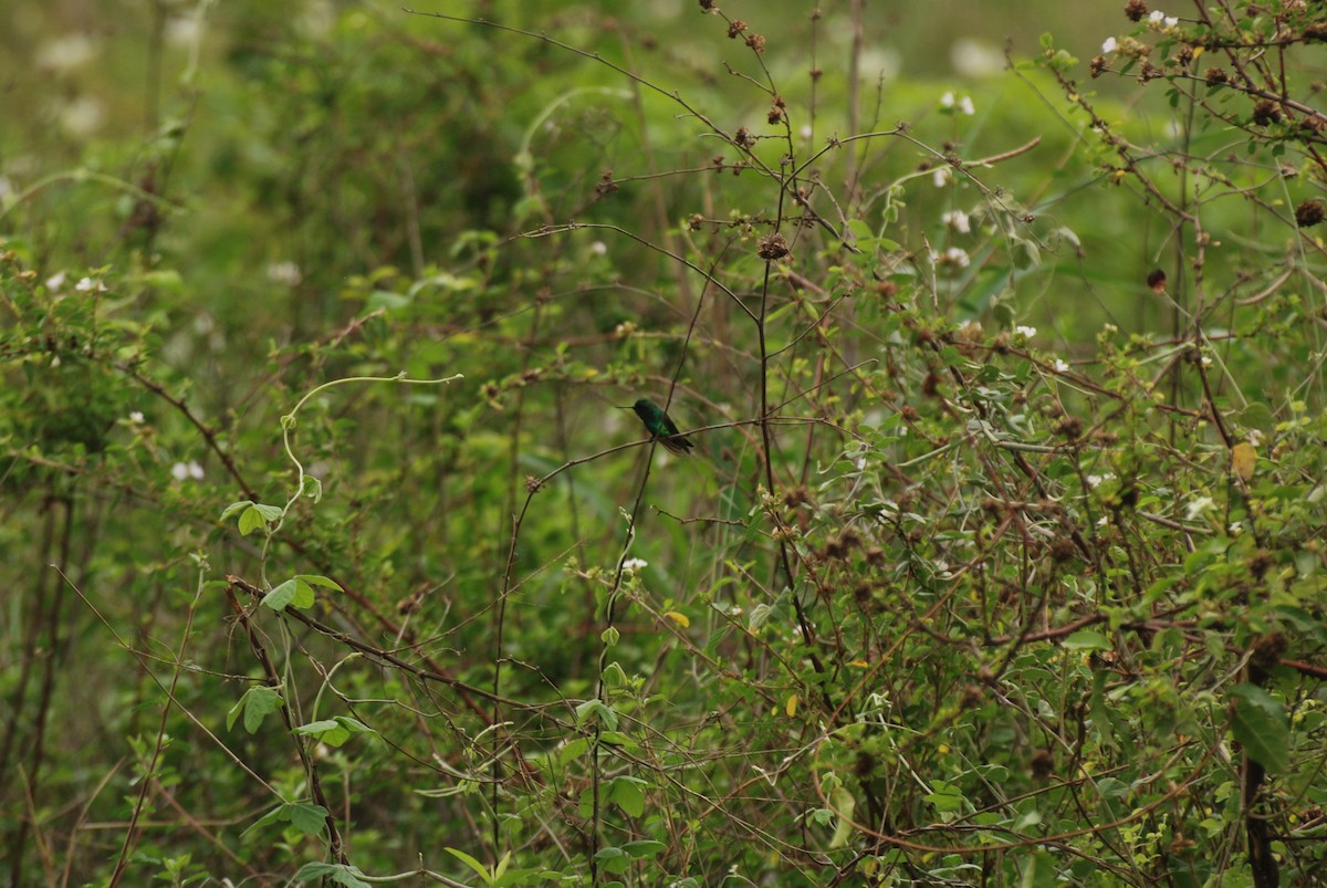 Blue-tailed Emerald - ML285490011