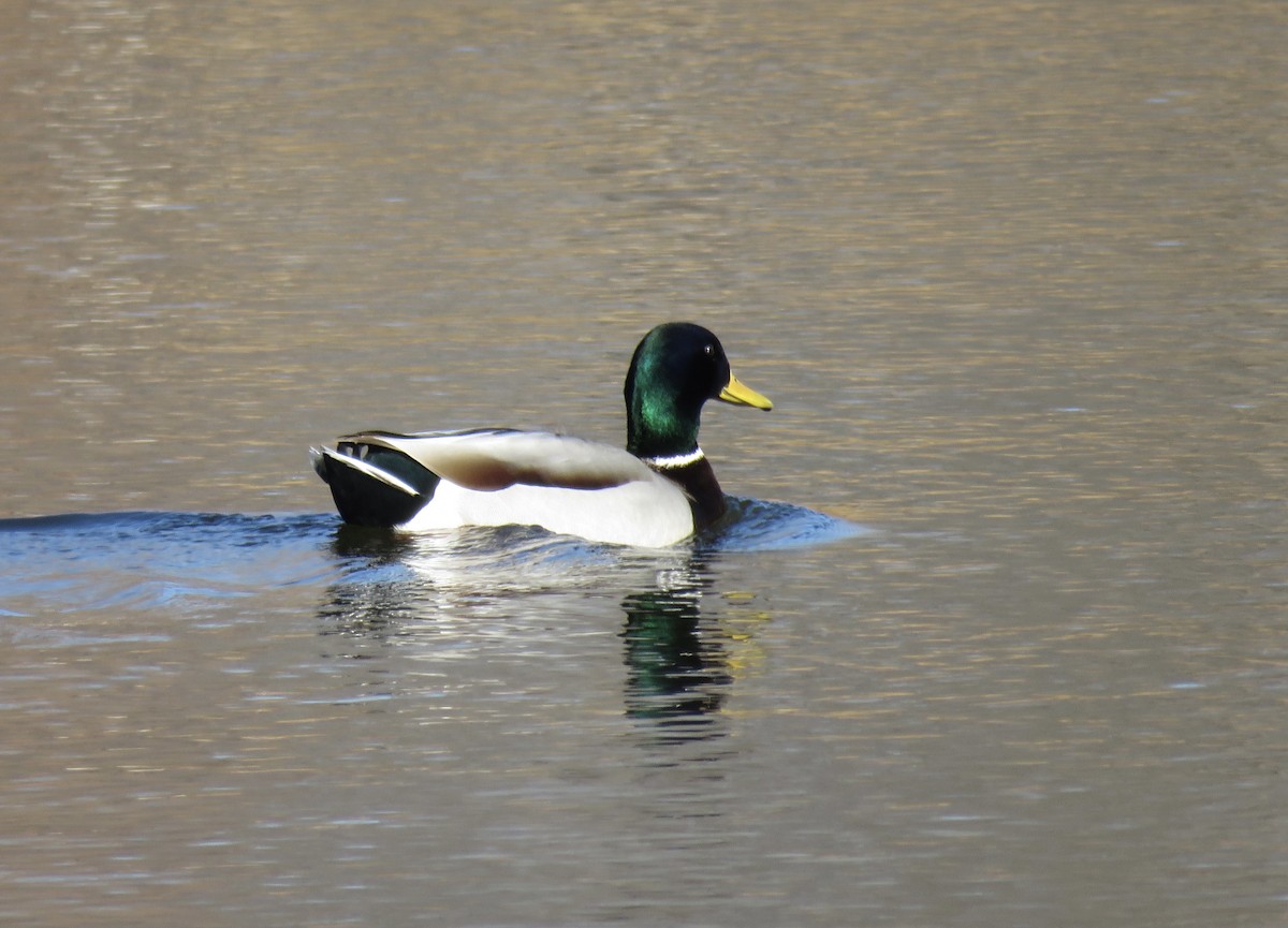 Mallard - Gregg Friesen