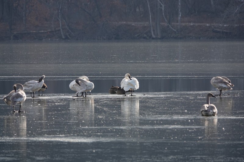 Trumpeter Swan - ML285491191