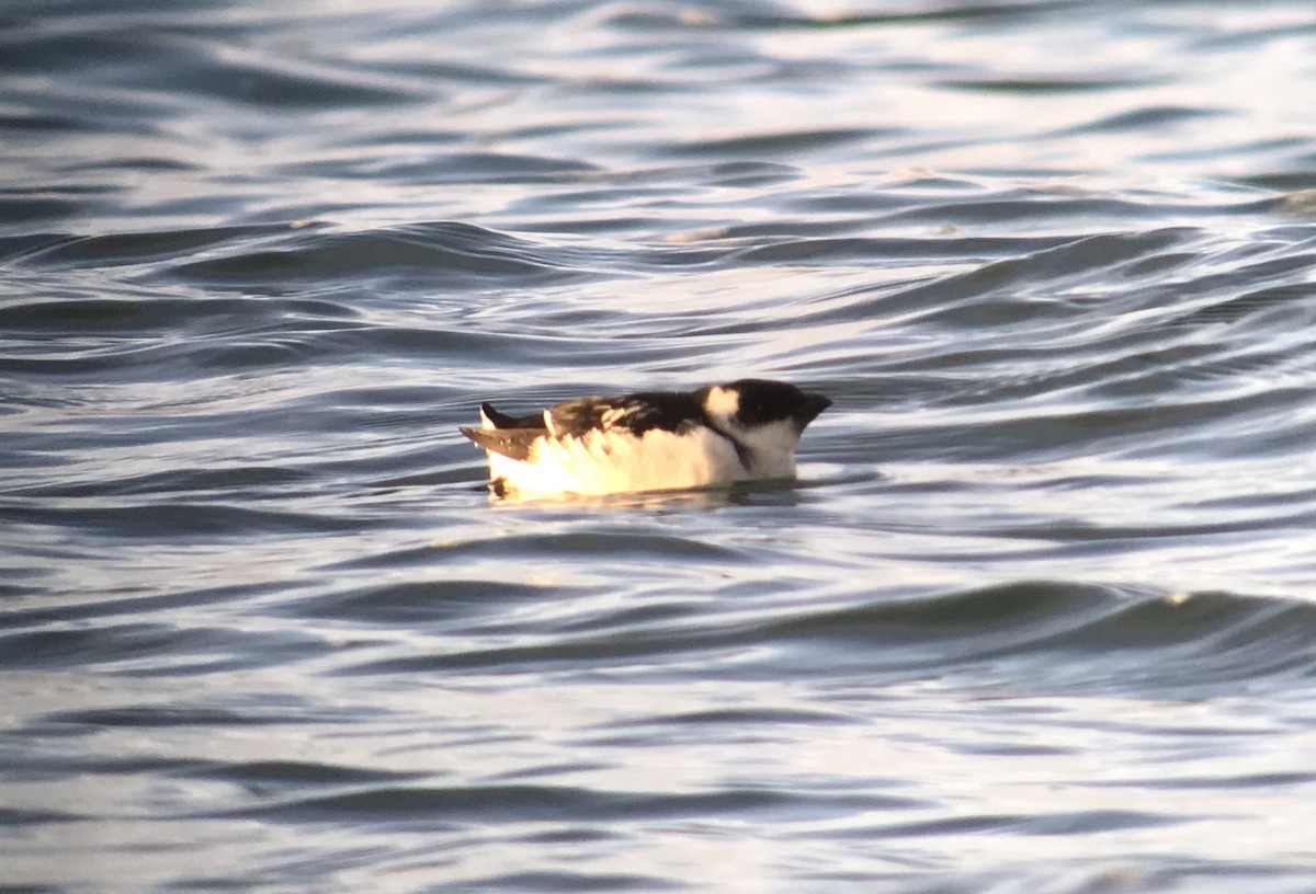 ヒメウミスズメ - ML285491331