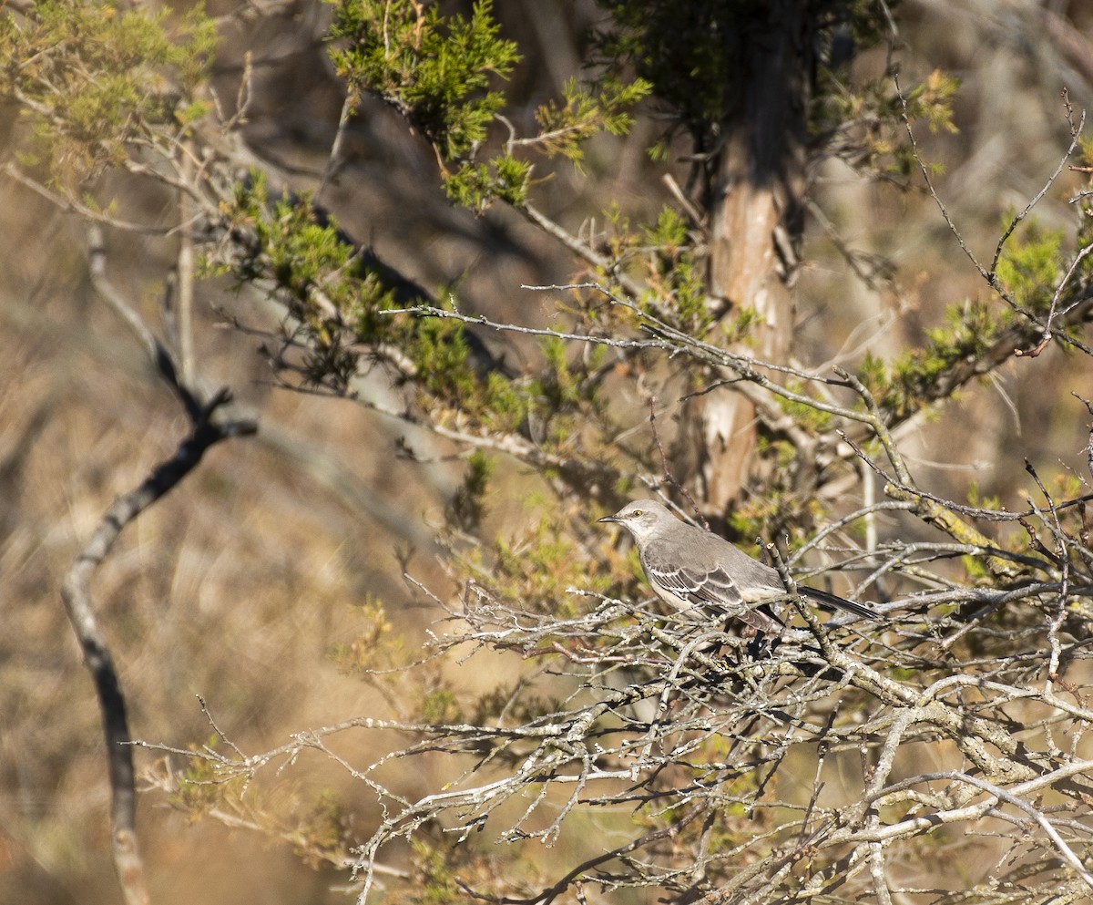 Northern Mockingbird - Neil DeMaster