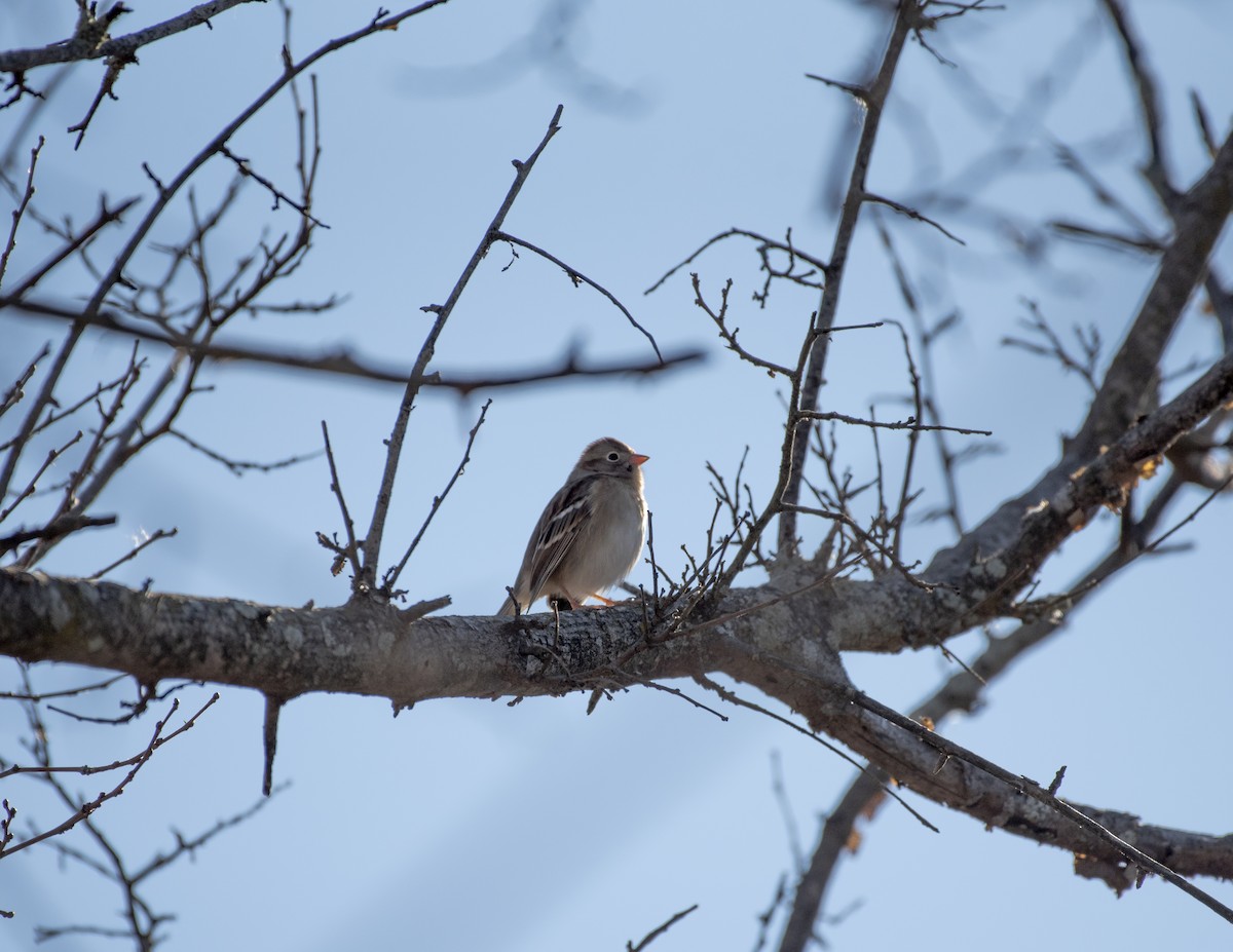 Field Sparrow - ML285491661