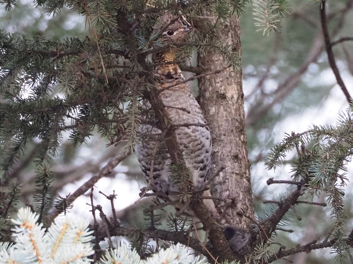 Ruffed Grouse - ML285495251