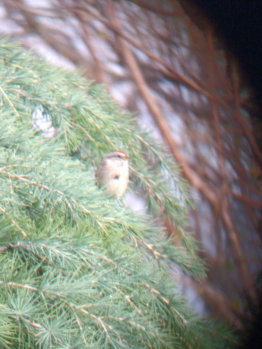 American Tree Sparrow - ML285497731