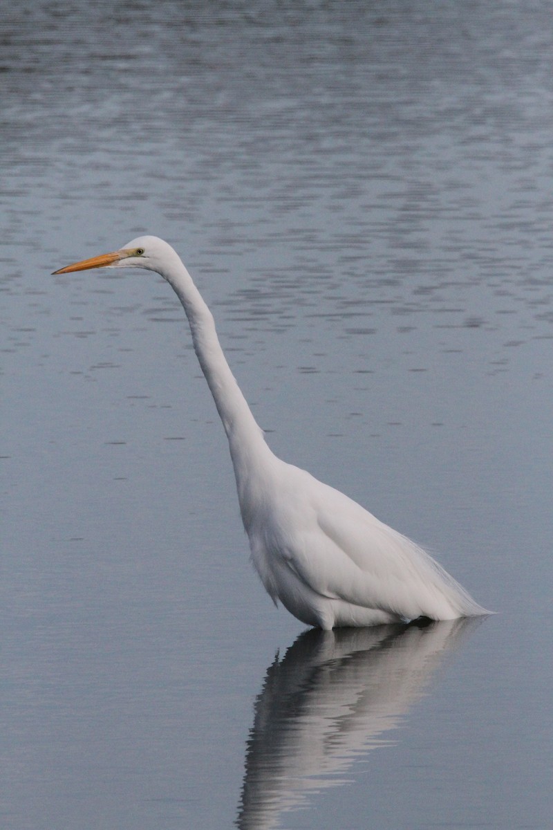 Grande Aigrette - ML285497811