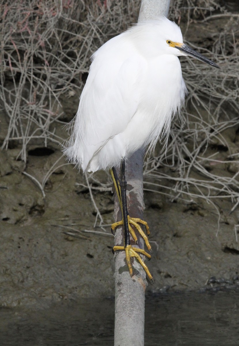 Snowy Egret - ML285497871