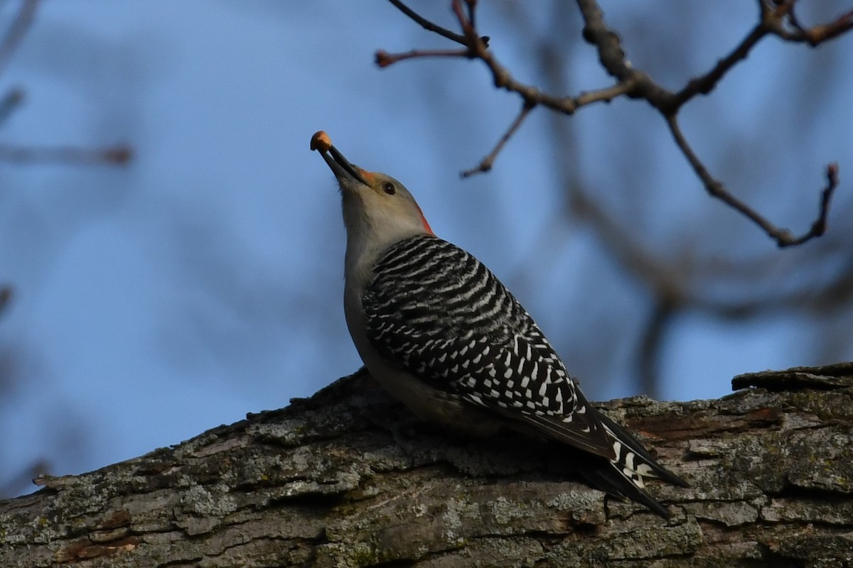 Northern Flicker - ML285498971