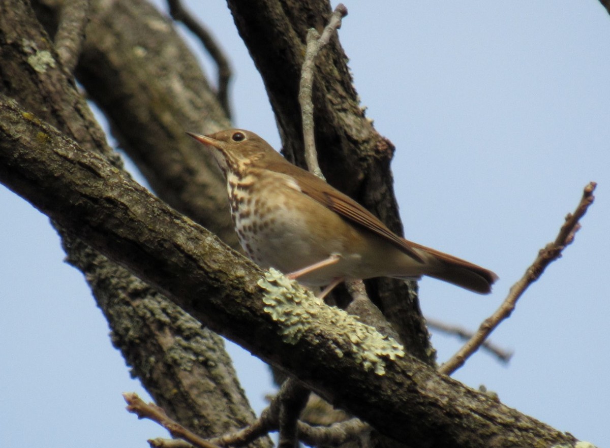 Hermit Thrush - ML285500171