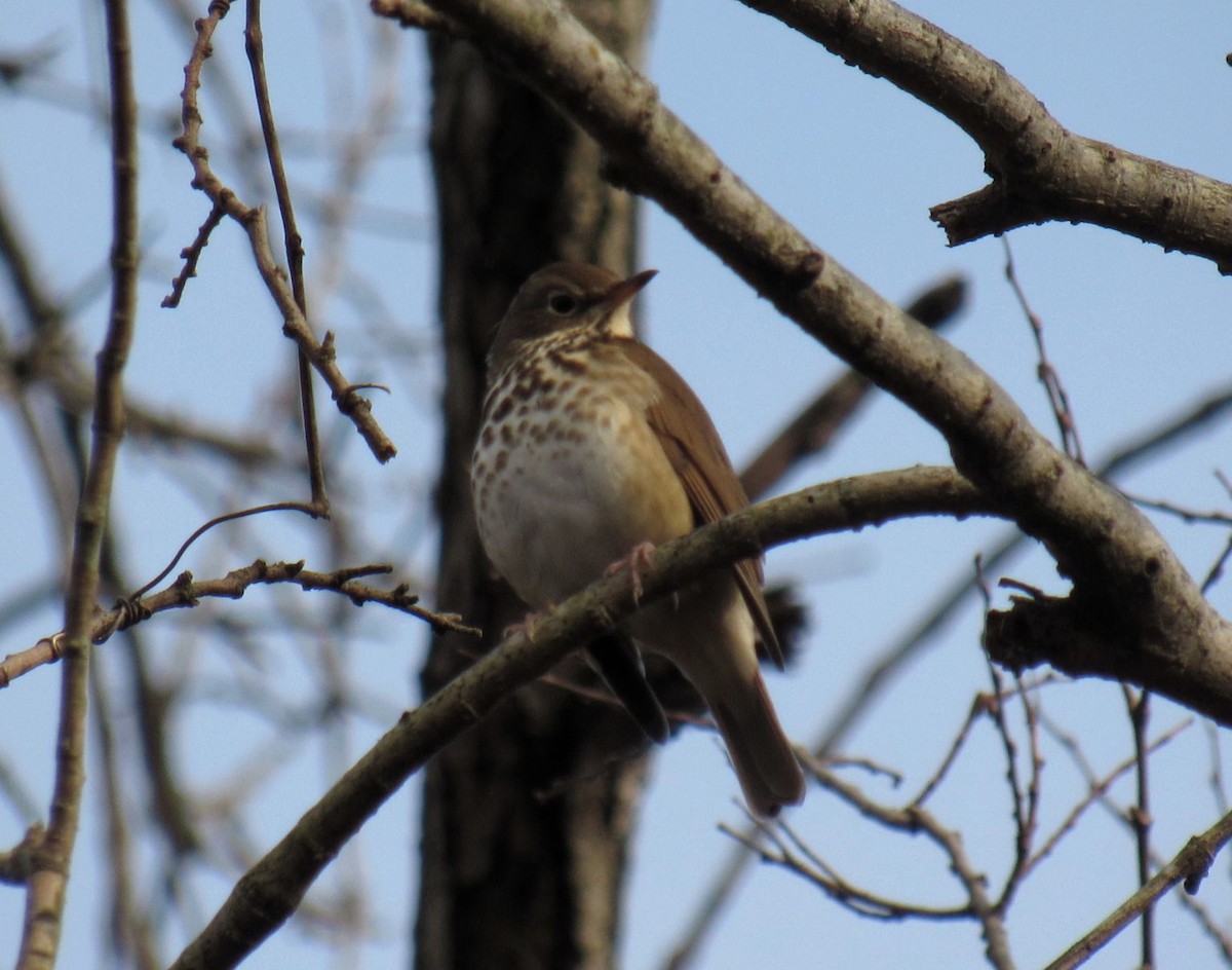 Hermit Thrush - ML285500181