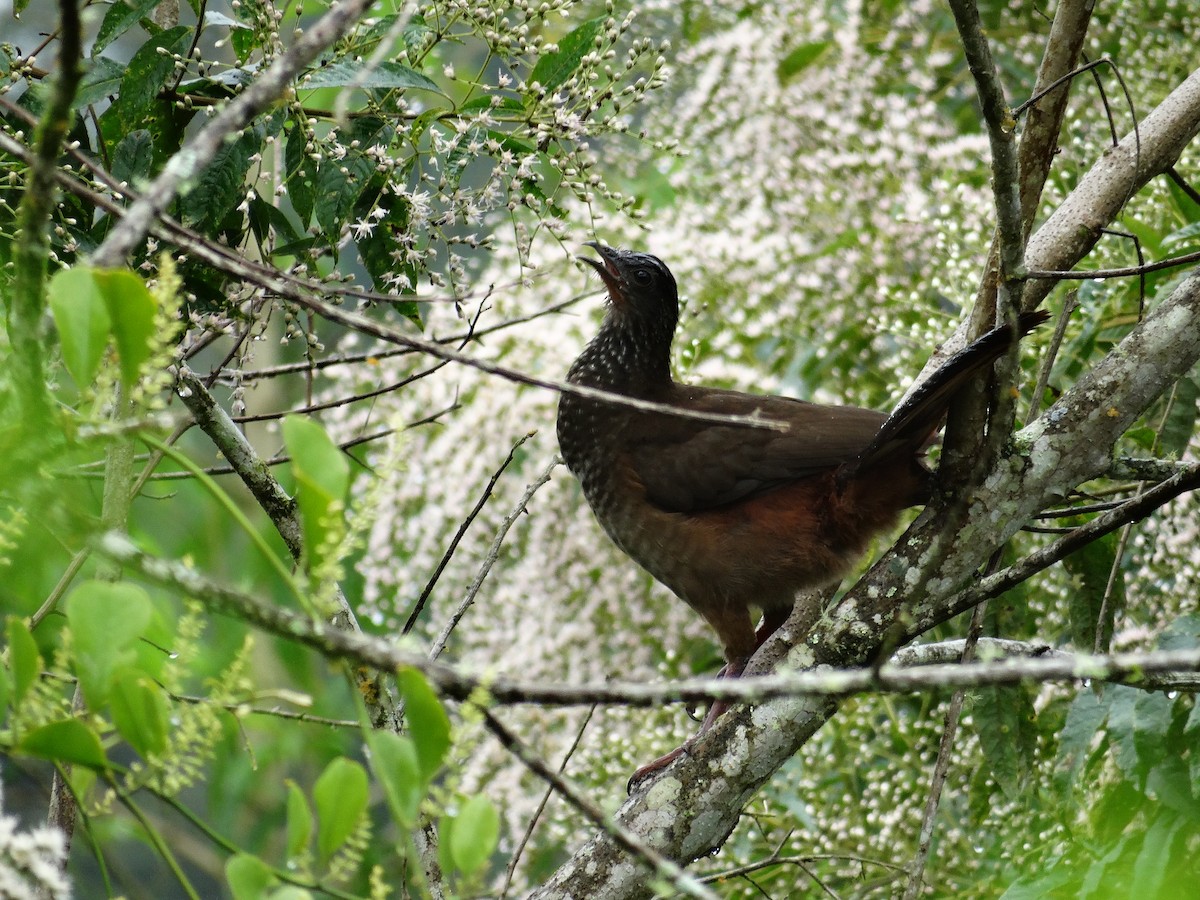 Speckled Chachalaca - ML28550031