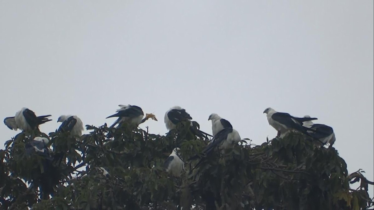 Swallow-tailed Kite - ML28550041