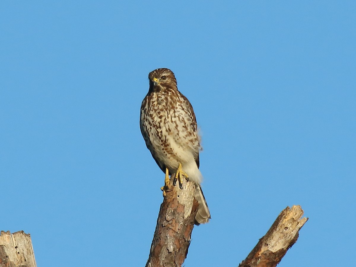 Red-shouldered Hawk - Doug Beach