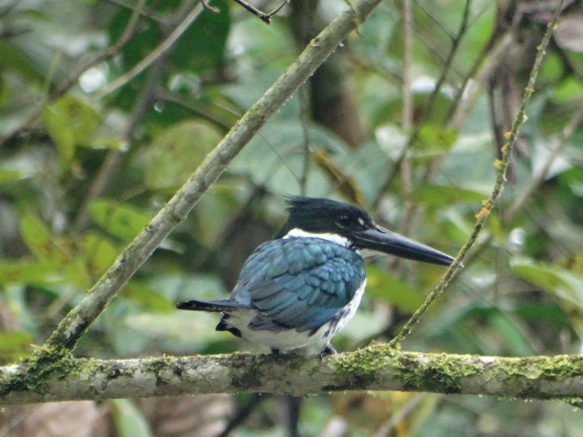 Amazon Kingfisher - ML28550141