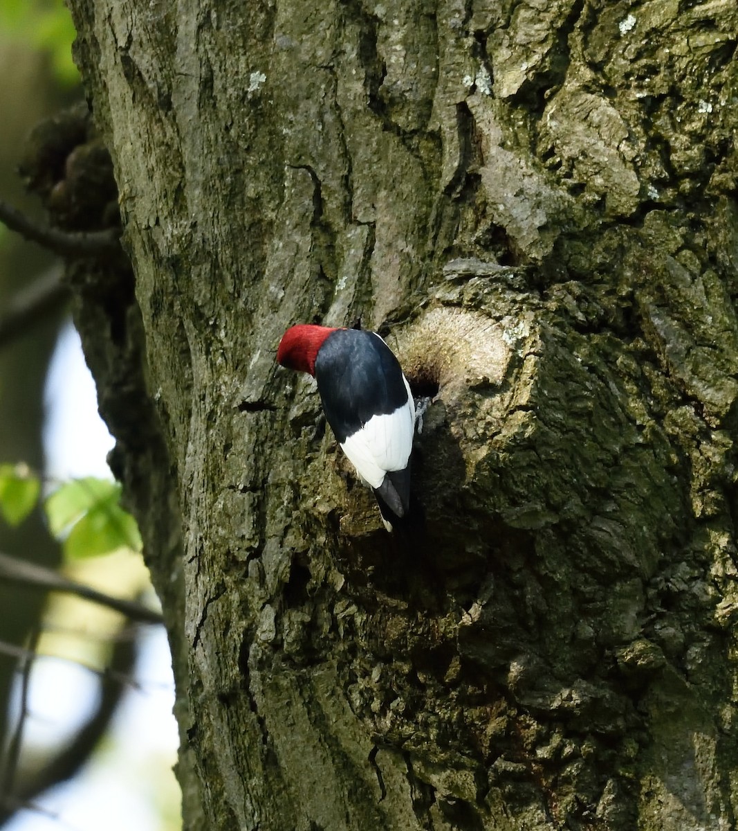 Red-headed Woodpecker - ML28550201
