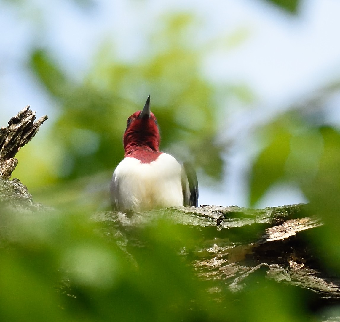 Red-headed Woodpecker - ML28550231