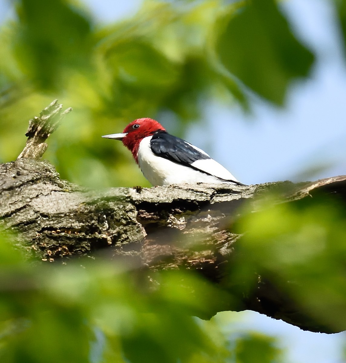 Red-headed Woodpecker - ML28550241