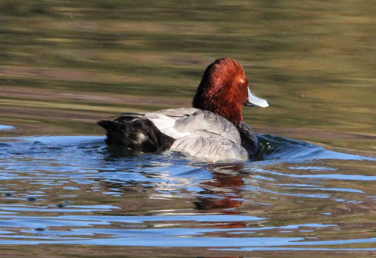 Redhead - Glenn Pannier