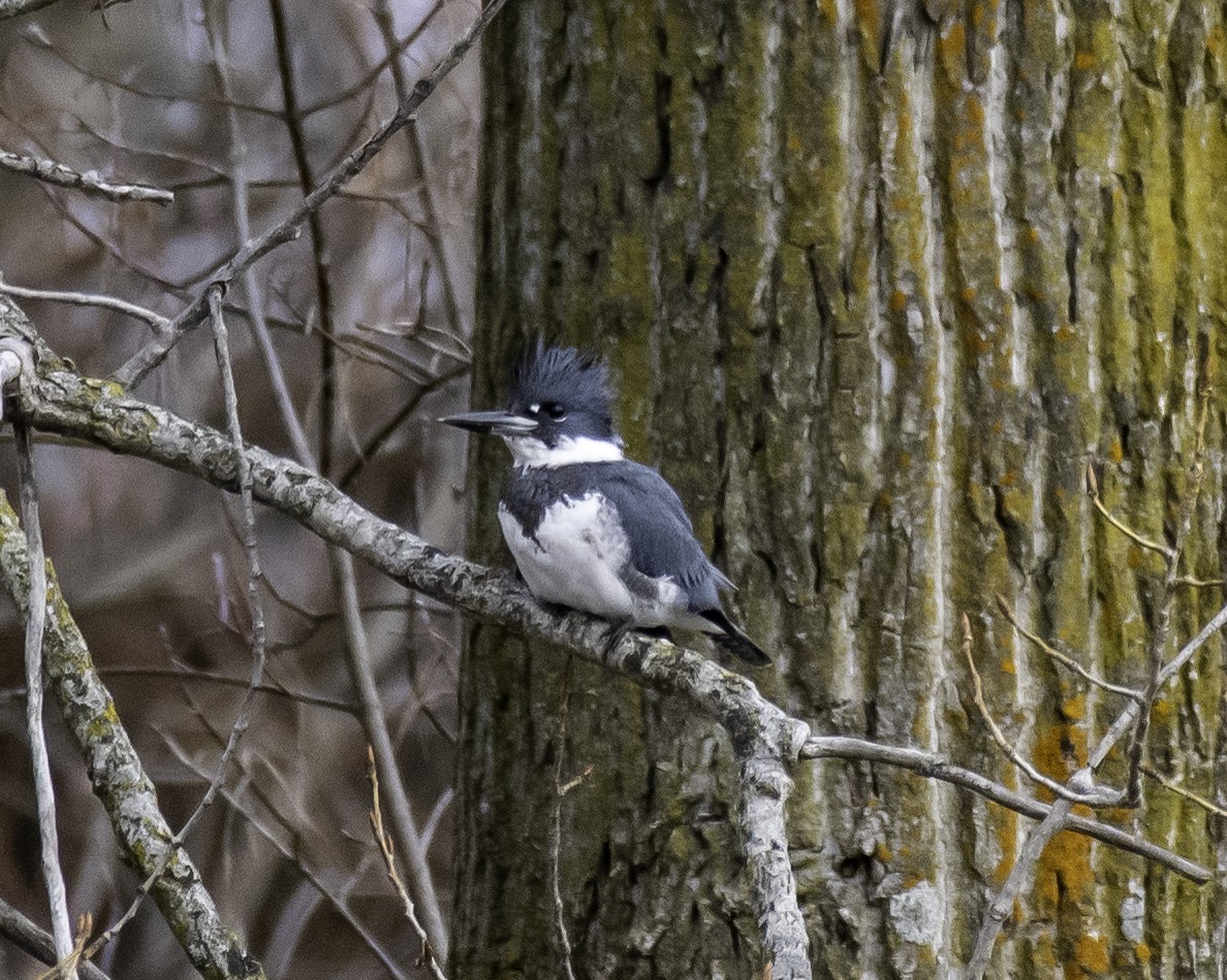 Belted Kingfisher - ML285502991