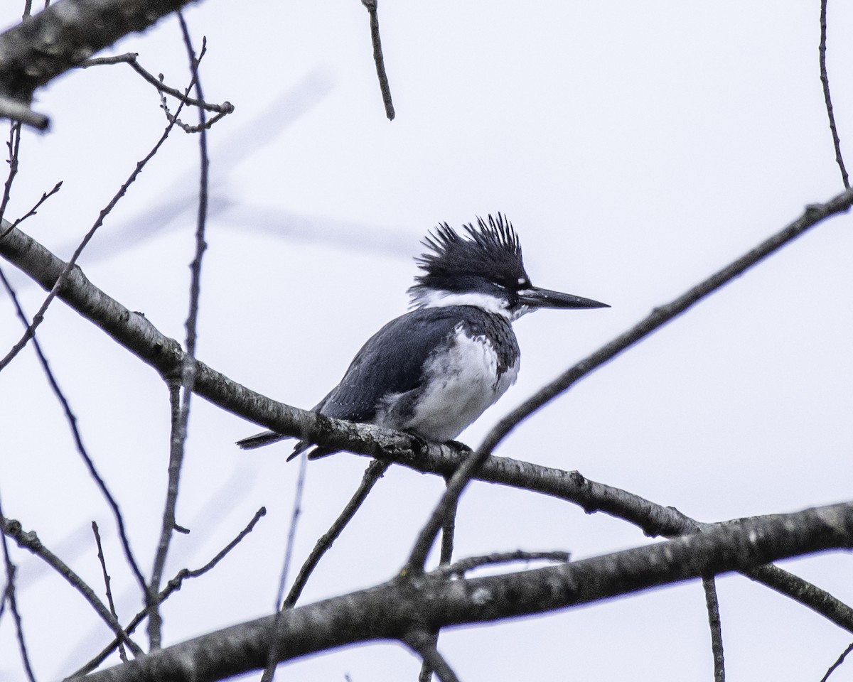 rybařík pruhoprsý - ML285503021