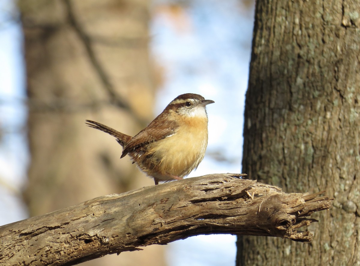 Carolina Wren - ML285504831