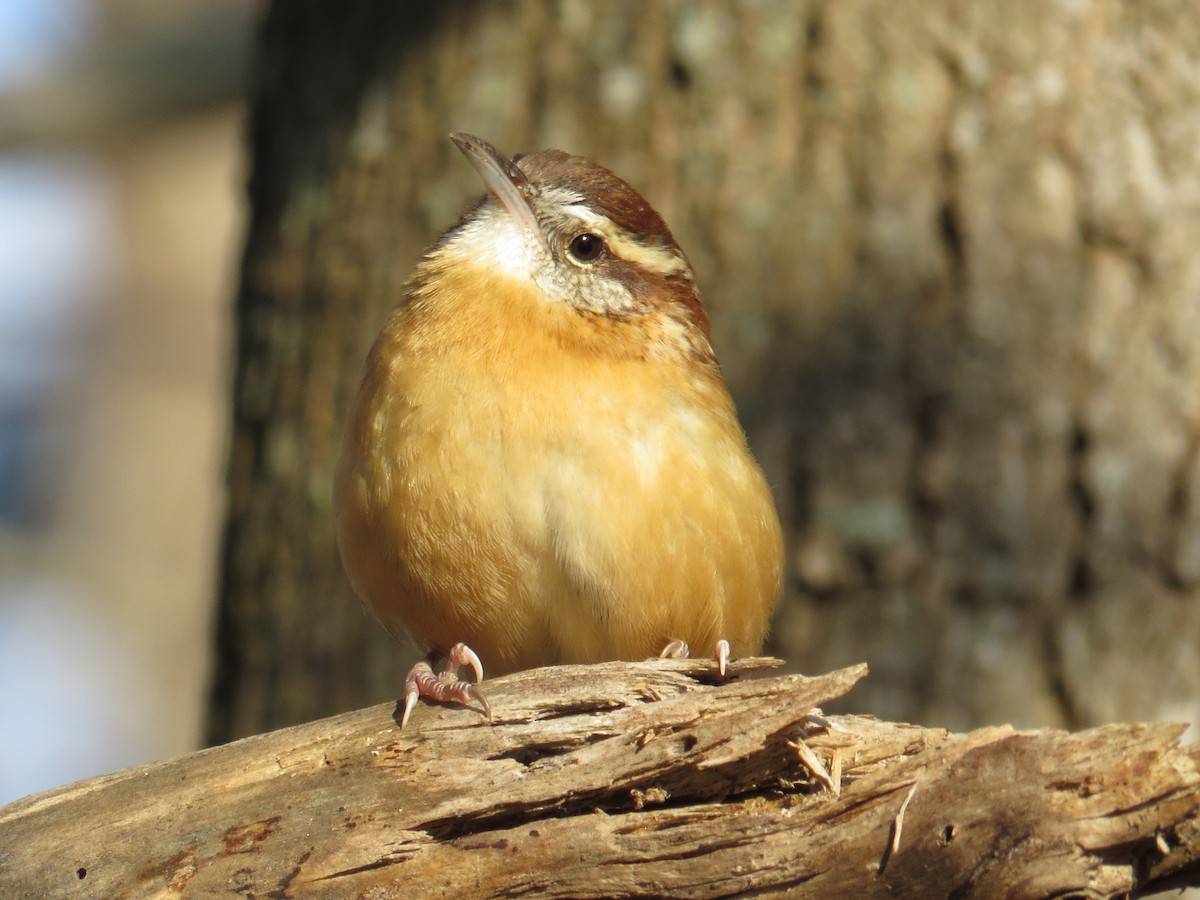 Carolina Wren - ML285505181