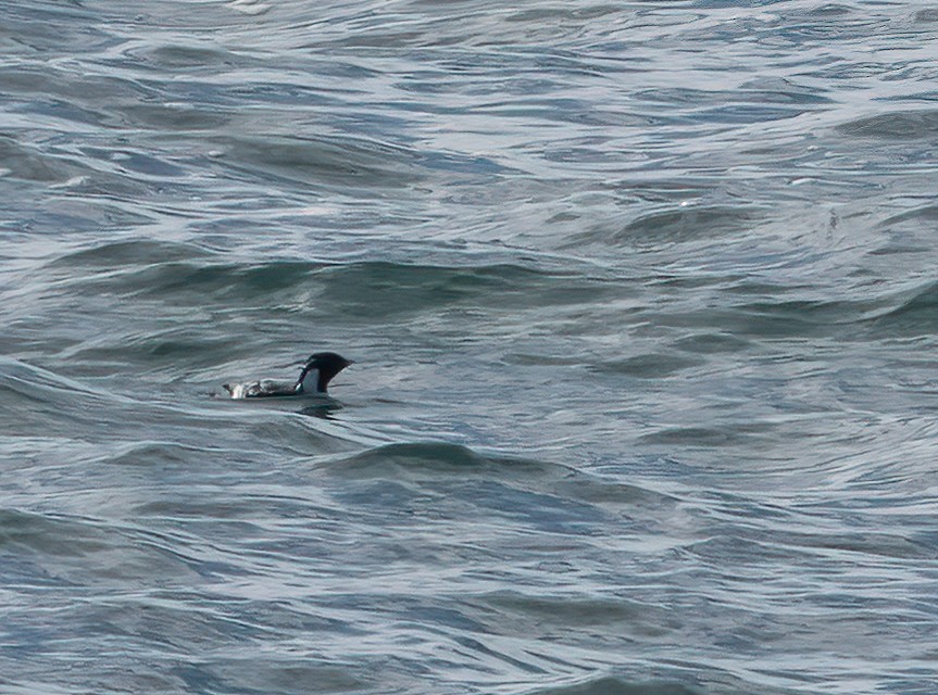 Guillemot à cou blanc - ML285506721