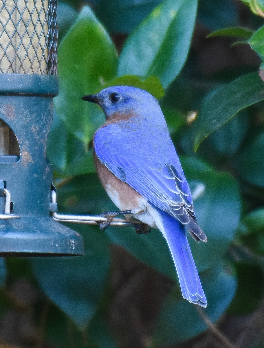 Eastern Bluebird - ML285508171