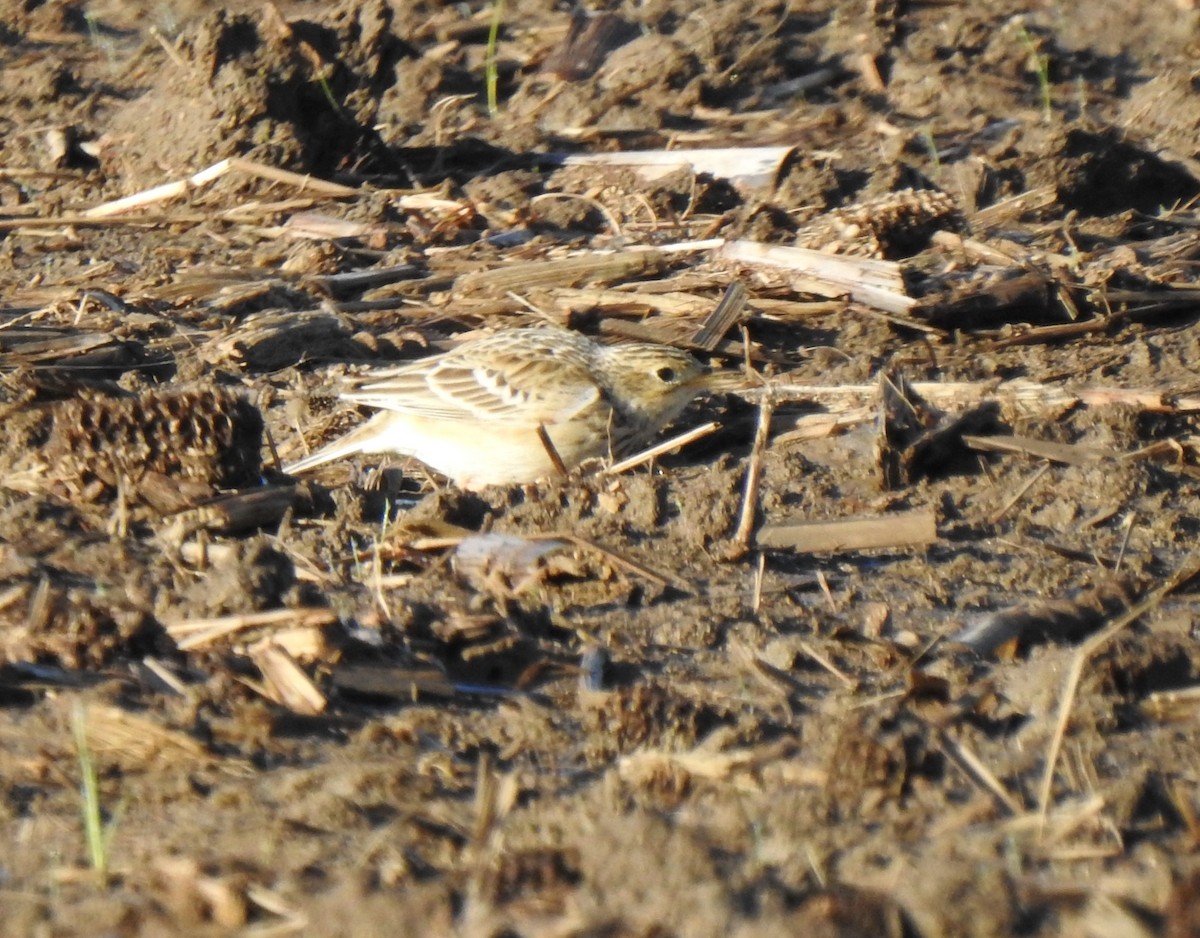 Sprague's Pipit - Daniel Lane