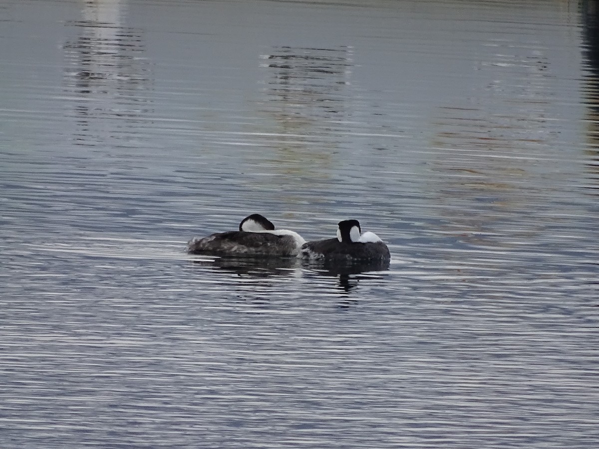 Western Grebe - ML285508261