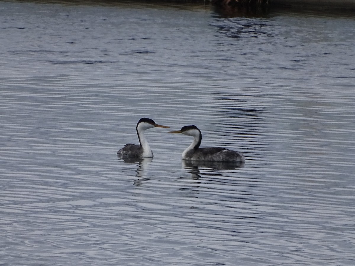 Western Grebe - ML285508291