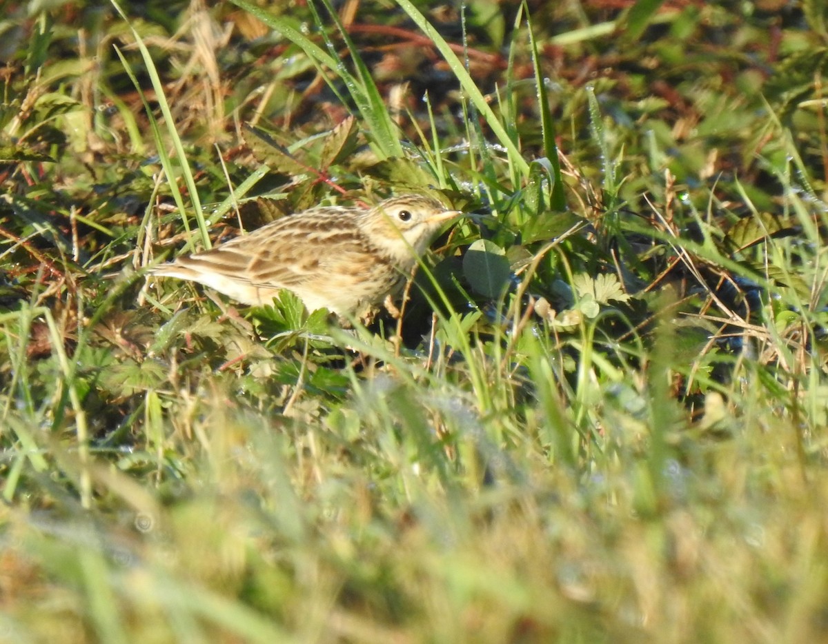 Sprague's Pipit - ML285508311